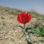گل لاله در دامن طبیعت بکر روستای کهنه و الله آباد